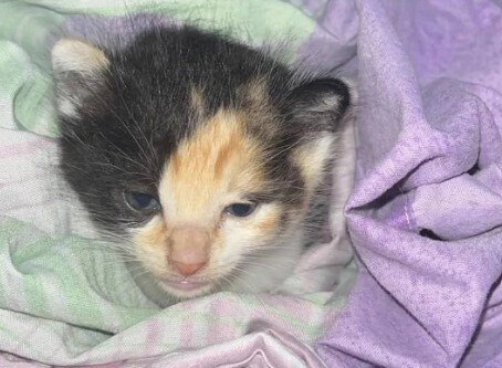 Gatita que sobrevivió al ataque en Tafí Viejo tiene una bala en el abdom